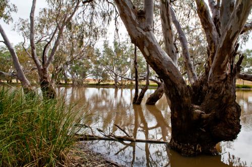 Bogan River