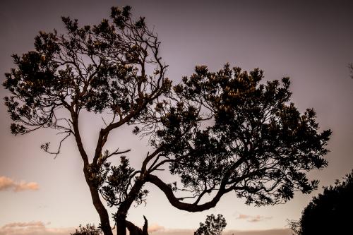 Tree silhouette